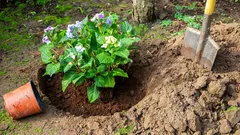 Perché l’ortensia non fiorisce anche se sembra sana: l’errore principale nella potatura