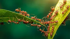 Come sbarazzarsi rapidamente delle formiche in casa: 4 metodi senza prodotti chimici