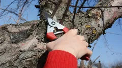 Come potare un vecchio melo per farlo fruttificare di nuovo: la regola del 25% che salva l'albero