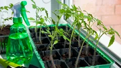 Piantine di pomodoro senza lampada fitotecnica: 4 regole per renderle robuste e compatte