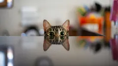 Il gatto e la sua strategia silenziosa: cosa significa quando ti osserva continuamente