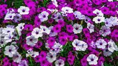 Semina delle petunie a gennaio: come ottenere una germinazione ottimale e piantine robuste senza germogli spaghetti