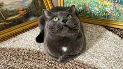 5 regole per rendere felice il gatto, anche se non esce mai di casa