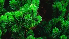 Aghi di pino in giardino: 10 usi pratici che consentono di risparmiare lavoro e acqua