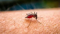 Perché le punture di zanzara provocano prurito e come alleviare rapidamente il prurito